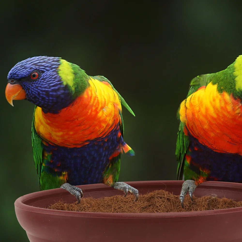 1 Set Pigeon Egg Nest Bird Egg Pet Nest Pet Supplies Coconut Cushion Bird Supply 
1 Set Pigeon Egg Nest Bird Egg Pet Nest Pet Supplies Coconut Cushion Bird Supply