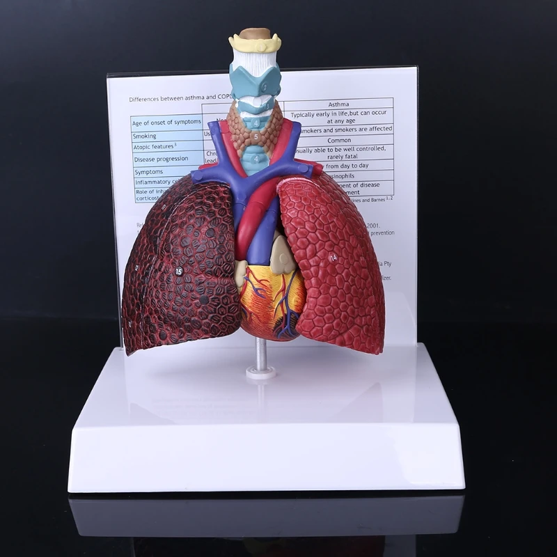 Life Size Human Lung Model Anatomical Respiratory System Anatomy for School Science Resources Study Display Teaching Tool
Life Size Human Lung Model Anatomical Respiratory System Anatomy for School Science Resources Study Display Teaching Tool