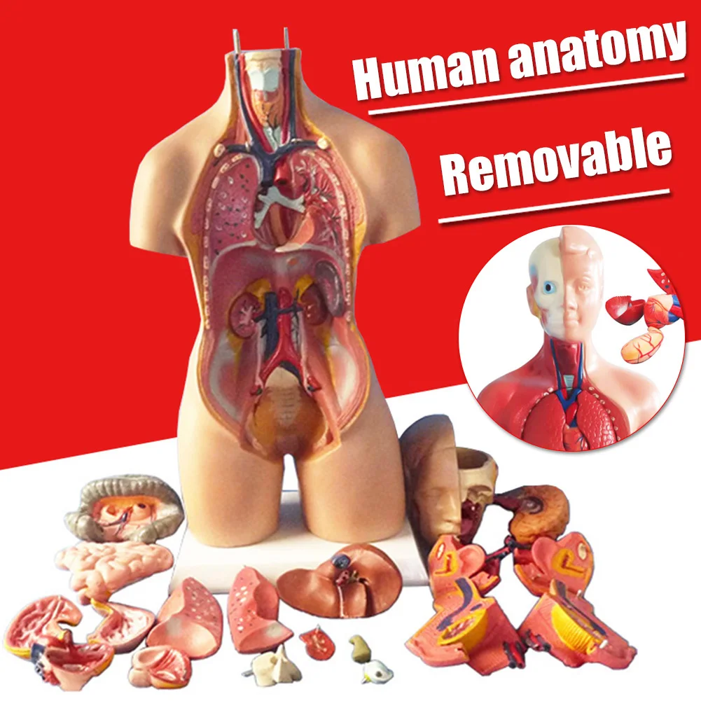 

4D анатомическая сборка модель человеческих органов для обучения школы прочный сборный орнамент из ПВХ маленький размер модель 28 см