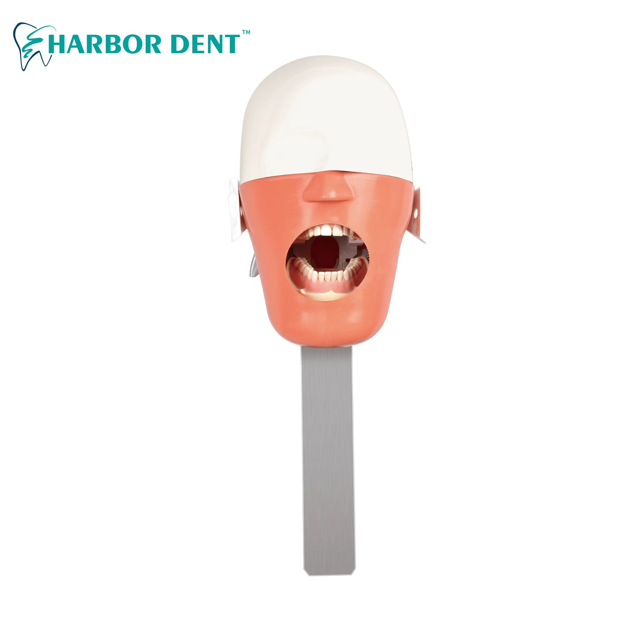 Dental Phantom Head Model Simulation Dental Simulator Model Dentistry Manikins Head Dentist Training Model for Education
Dental Phantom Head Model Simulation Dental Simulator Model Dentistry Manikins Head Dentist Training Model for Education