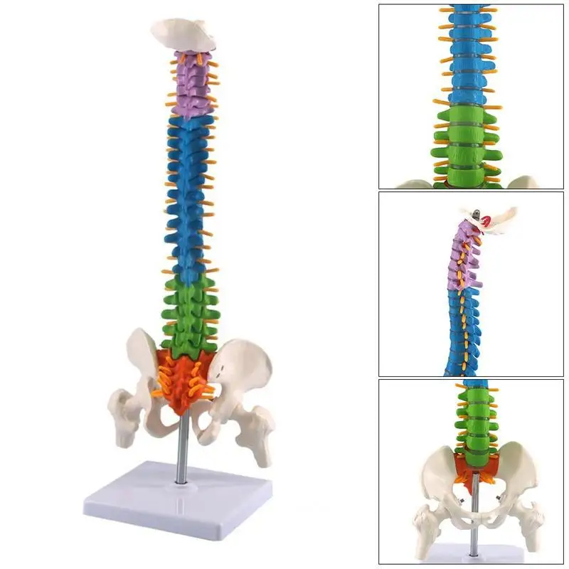 45CM Color Vertical Spine Human Anatomical Anatomy model Medical spinal column skeleton model teaching supplies
45CM Color Vertical Spine Human Anatomical Anatomy model Medical spinal column skeleton model teaching supplies