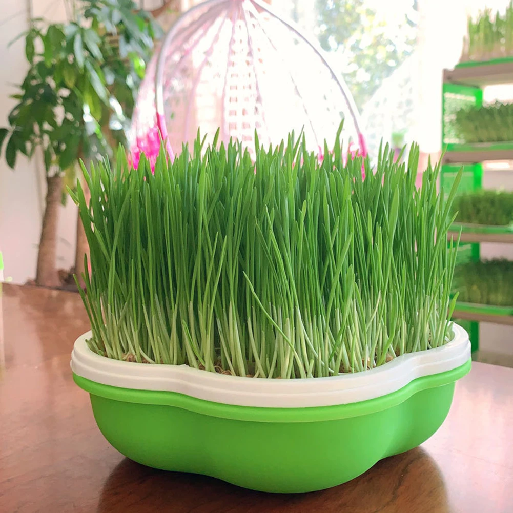 Bean Sprouts Growing Tray With Shading Cover Seed Seedling Starter Dish Greenhouse Hydroponics Plant Germination Pot Grow Box
Bean Sprouts Growing Tray With Shading Cover Seed Seedling Starter Dish Greenhouse Hydroponics Plant Germination Pot Grow Box