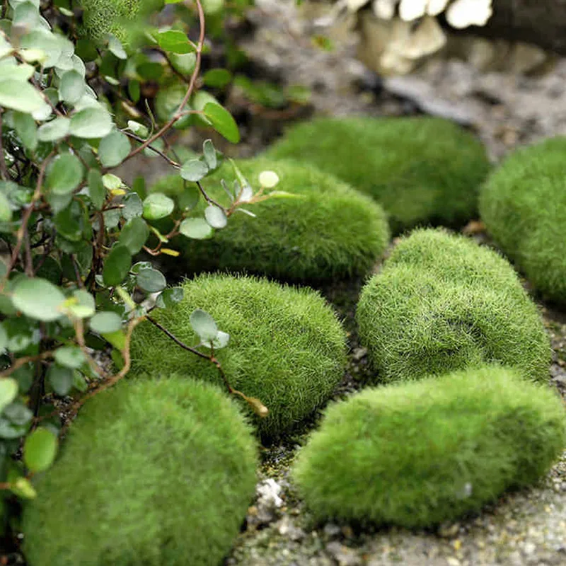 2021 New 5pc Artificial Green Moss Stone Fake Rock Micro Landscape Decor Accessories
2021 New 5pc Artificial Green Moss Stone Fake Rock Micro Landscape Decor Accessories
