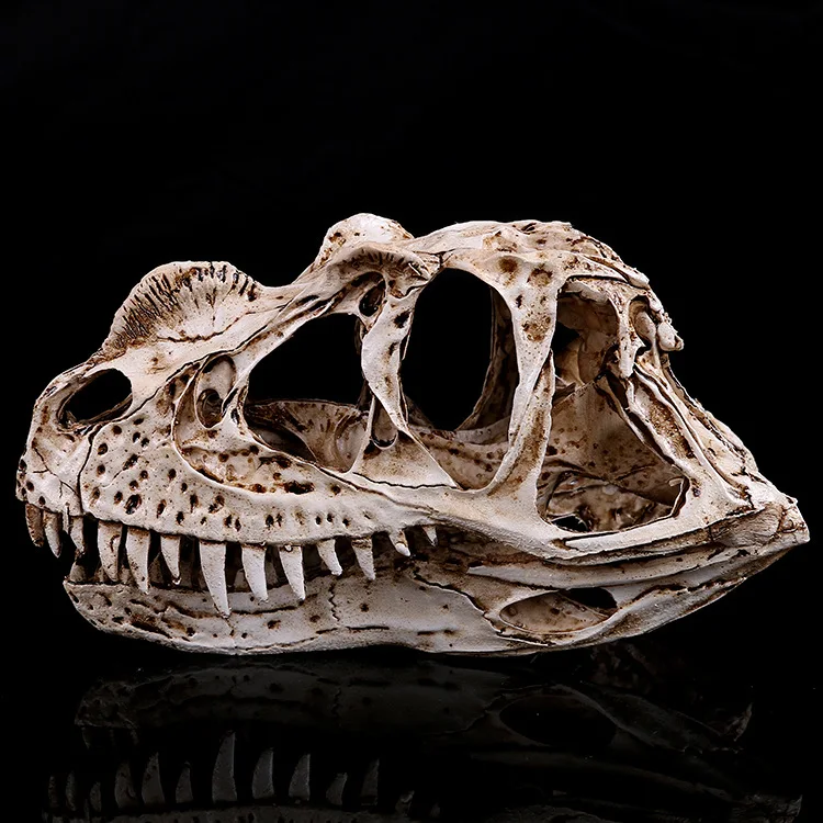 Resin Ceratosaurus Model Dinosaur Skull Zoo Specimen Display Teaching Sample
Resin Ceratosaurus Model Dinosaur Skull Zoo Specimen Display Teaching Sample