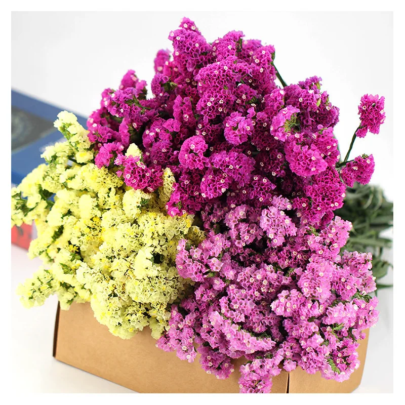 60cm Forget-me-not Myosotis Sylvatica Fresh-Cut Natural Preserved Dried Flower Bouquet Photograph Garden Home Life Decoration
60cm Forget-me-not Myosotis Sylvatica Fresh-Cut Natural Preserved Dried Flower Bouquet Photograph Garden Home Life Decoration