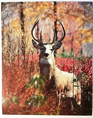 Deer Poster Fall Red Leaves Wonderland Novelty Metal Sign Home Thanksgiving Wall Decoration Man Cave 12X16 inch
Deer Poster Fall Red Leaves Wonderland Novelty Metal Sign Home Thanksgiving Wall Decoration Man Cave 12X16 inch