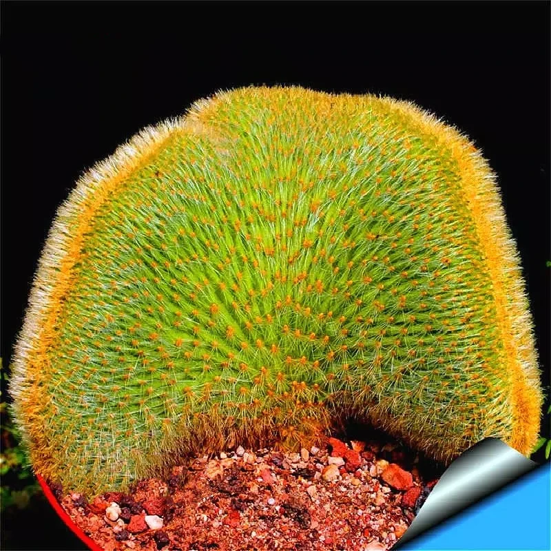 30Pcs Flower Cactus Seeds Bonsai Vegetables Bathroom Cabinet Natural Rare Plant Garden Home Furniture PTS-07
30Pcs Flower Cactus Seeds Bonsai Vegetables Bathroom Cabinet Natural Rare Plant Garden Home Furniture PTS-07