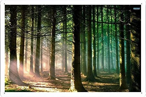 

Tin Sign Poster Sunlight Shining Through The Forest (20x30cm) By Nature Scene Painting Coffee