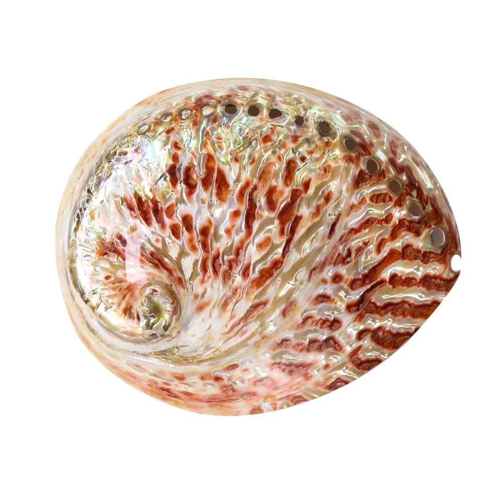 10-12cm Natural New Zealand Red Abalone Shell Conch Coastal Nautical Home Wedding Landscape Decoration Shells for Jewelry Making
10-12cm Natural New Zealand Red Abalone Shell Conch Coastal Nautical Home Wedding Landscape Decoration Shells for Jewelry Making