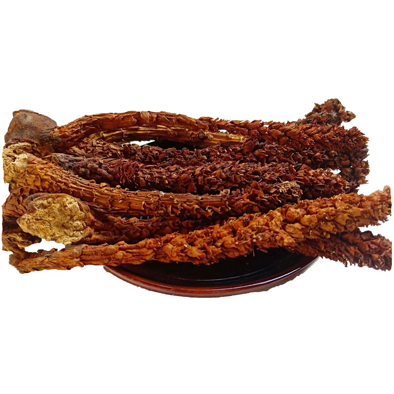 Russian Boschniakia Orobanche Coerulescens Boschniakia Rossica Not Old Grass Bu Lao Cao
Russian Boschniakia Orobanche Coerulescens Boschniakia Rossica Not Old Grass Bu Lao Cao