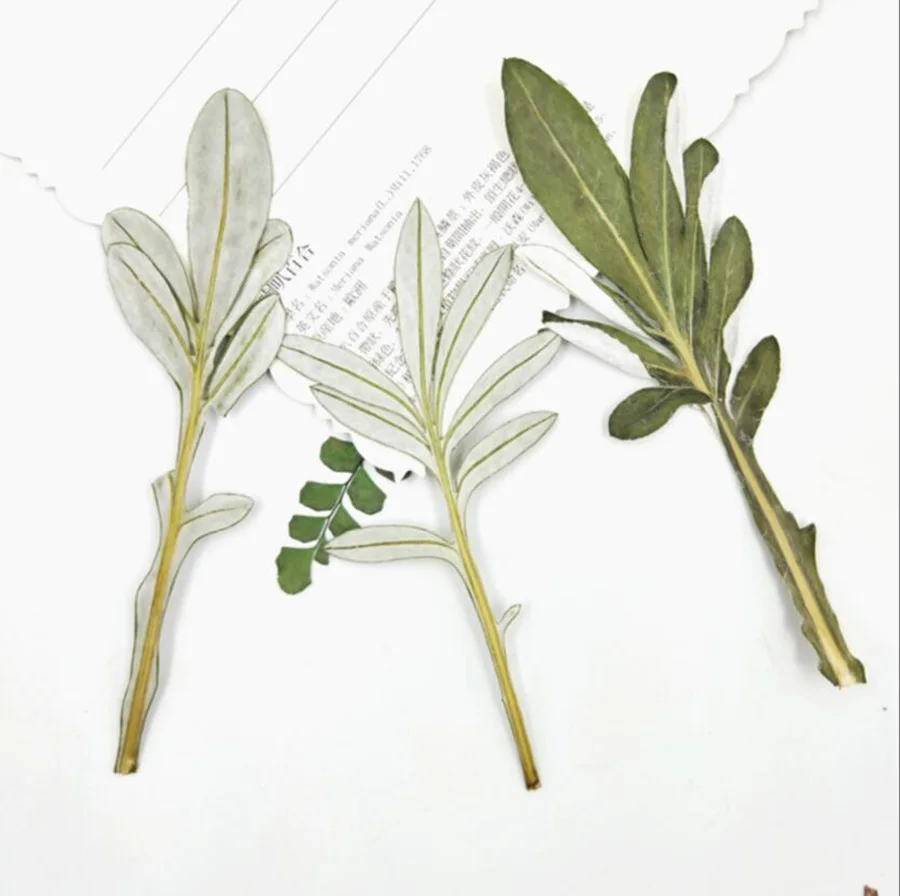 100pcs Pressed Dried Gazania rigens Moench Leaves Plant Herbarium For Jewelry Postcard Invitation Card Phone Case Bookmark DIY
100pcs Pressed Dried Gazania rigens Moench Leaves Plant Herbarium For Jewelry Postcard Invitation Card Phone Case Bookmark DIY