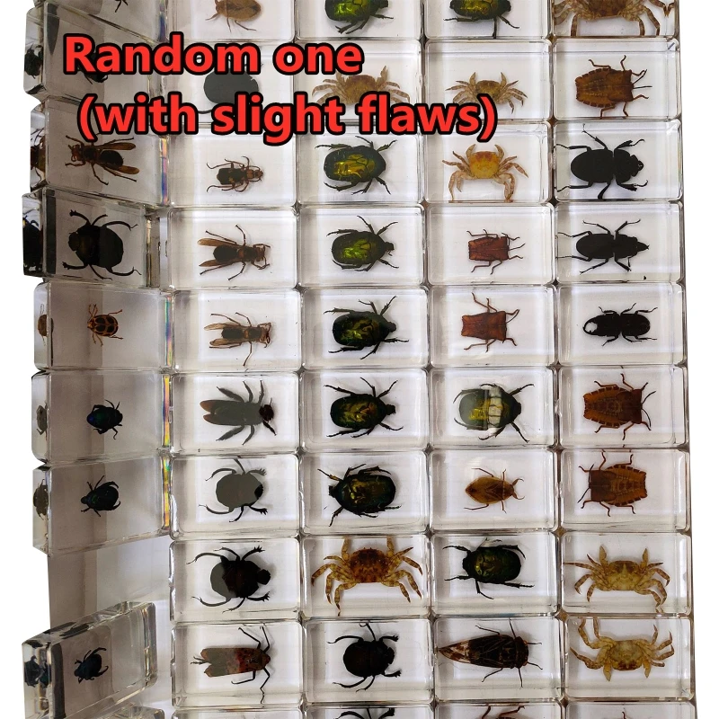 Real Insect Specimen School Educational Teaching Aids
Real Insect Specimen School Educational Teaching Aids