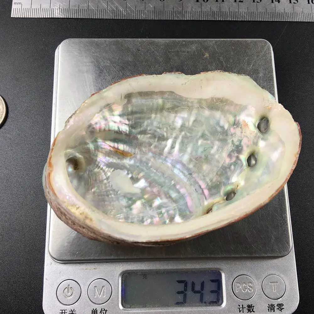 

5 Sizes Abalone Shell Nautical Decor Seashell Beach Wedding Shells Ocean Decor Jewelry DIY Shell Soap Dish Aquarium Home Decor