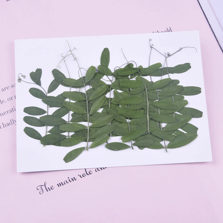 Натуральные прессованные листья, 40 шт./4-6 см, настоящие Зеленые растения для творчества «сделай сам», художественное ремесло, Закладка, Свад...
Натуральные прессованные листья, 40 шт./4-6 см, настоящие Зеленые растения для творчества «сделай сам», художественное ремесло, Закладка, Свад...