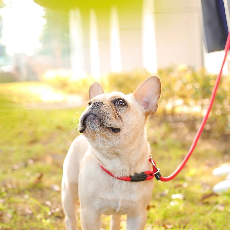 Pet Dog Leash Traction Rope P Chain Nylon Adjustable Training Lead Dog Harness Collar Lead Comfortable Nylon Material
Pet Dog Leash Traction Rope P Chain Nylon Adjustable Training Lead Dog Harness Collar Lead Comfortable Nylon Material