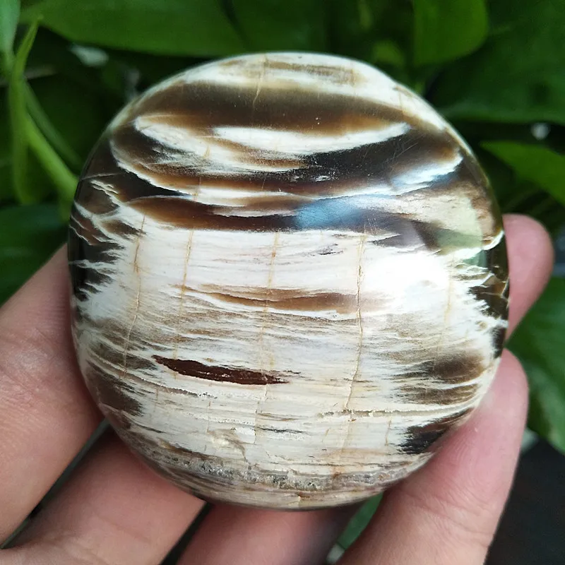 5A+ Natural Stone Woodstone Crystal Xylopal Palm Decor Home Room Decoration Raw Gemstones Meditation Spiritual Healing Crystals
5A+ Natural Stone Woodstone Crystal Xylopal Palm Decor Home Room Decoration Raw Gemstones Meditation Spiritual Healing Crystals