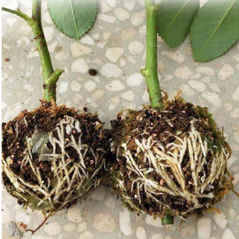 Tree Plant Rooting Ball Grafting Rooting Growing Box Breeding Case for Garden Plant Pot high-pressure Propagation Box U27
Tree Plant Rooting Ball Grafting Rooting Growing Box Breeding Case for Garden Plant Pot high-pressure Propagation Box U27