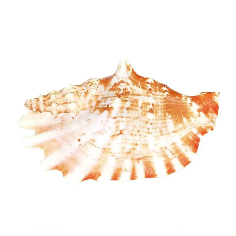 Purple Mouth Phoenix Snail Natural Conch Fish Tank Aquarium Home Decoration Wind Chime Specimen Spiral Craft
Purple Mouth Phoenix Snail Natural Conch Fish Tank Aquarium Home Decoration Wind Chime Specimen Spiral Craft