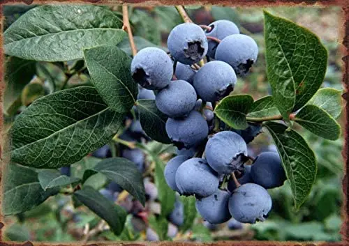 Art Print Cluster of Blueberries Metal Tin Sign Art Holiday Decoration Outdoor & Indoor Sign Wall Decoration Tin Metal
Art Print Cluster of Blueberries Metal Tin Sign Art Holiday Decoration Outdoor & Indoor Sign Wall Decoration Tin Metal