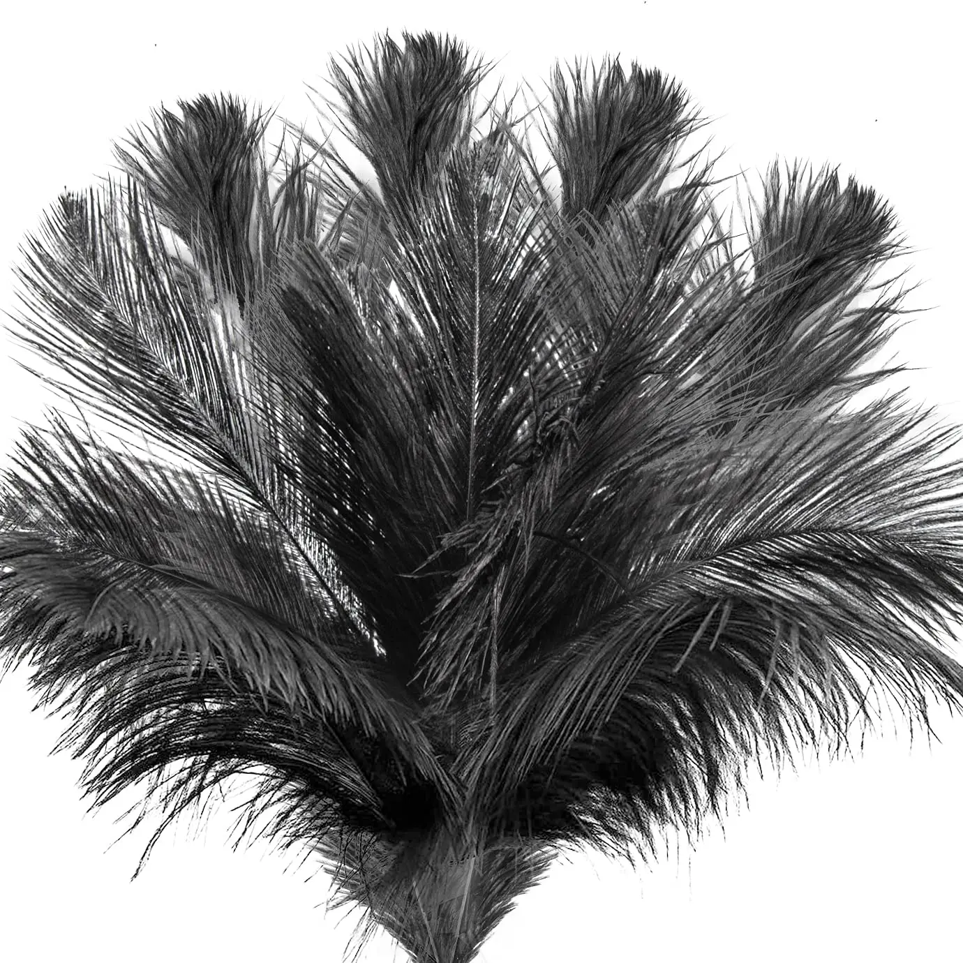 Black Ostrich Feathers for Crafts 15-70cm/6-28inch Wedding Party Decoration Supplies Carnival Centerpiece Plumes
Black Ostrich Feathers for Crafts 15-70cm/6-28inch Wedding Party Decoration Supplies Carnival Centerpiece Plumes