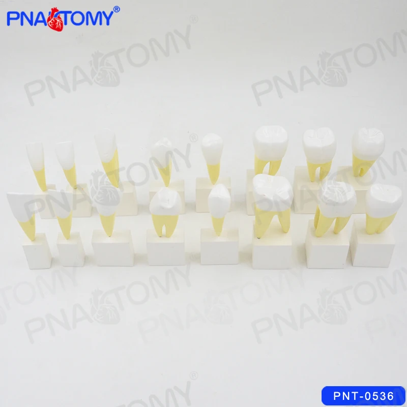 Enlarged Human Permanent Teeth Model Dental Used Demonstration Tool 16PCS With Base Medical Teaching PNATOMY
Enlarged Human Permanent Teeth Model Dental Used Demonstration Tool 16PCS With Base Medical Teaching PNATOMY