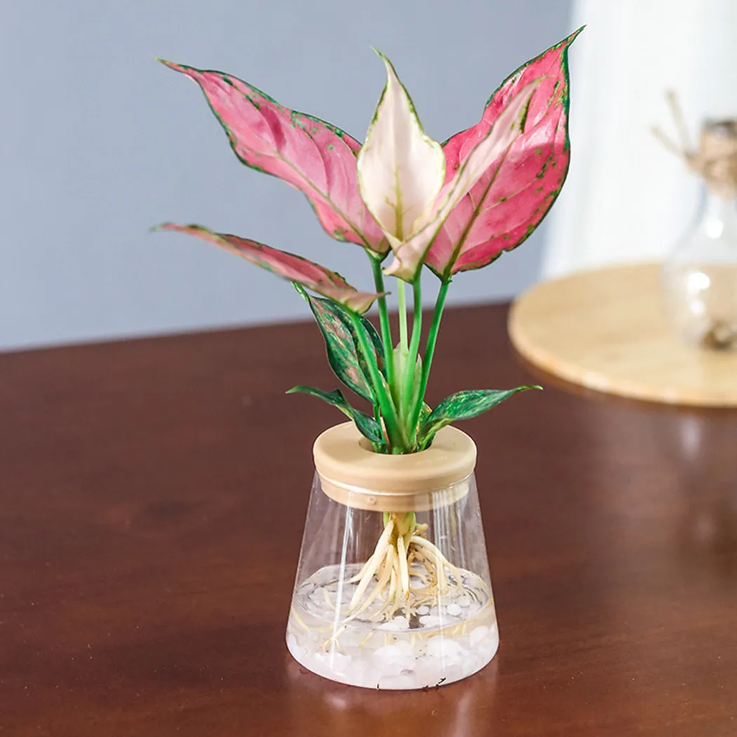 2pcs Clear Automatic Water Absorption Self Watering Hydroponic Flower Pot Planter Home Office Decorative Garden Supplies
2pcs Clear Automatic Water Absorption Self Watering Hydroponic Flower Pot Planter Home Office Decorative Garden Supplies