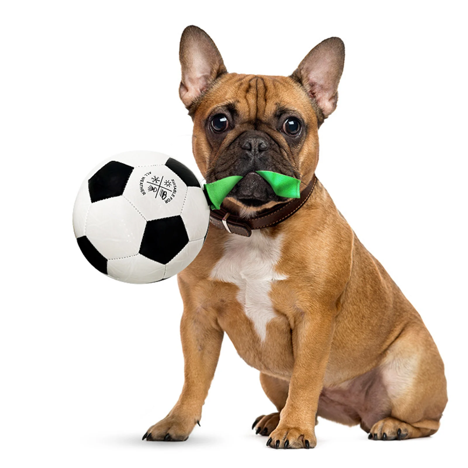 Pet Dog Toy For Dogs Soccer Ball Interactive Pet Training Balls Toys Dog Toy Tabs Dog Ball Dog Tug Toy Tug Of War Dog Ball 2021
Pet Dog Toy For Dogs Soccer Ball Interactive Pet Training Balls Toys Dog Toy Tabs Dog Ball Dog Tug Toy Tug Of War Dog Ball 2021
