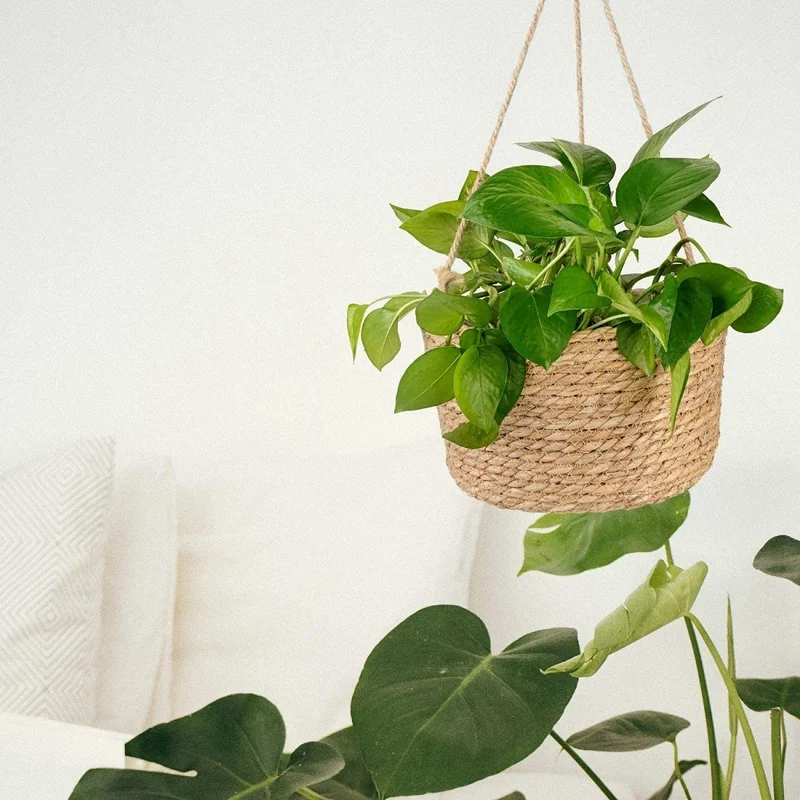 Woven Baskets for Plants,Plant Holder,Hanging Planter Basket, Indoor Home Decor Macrame Plant Hangers
Woven Baskets for Plants,Plant Holder,Hanging Planter Basket, Indoor Home Decor Macrame Plant Hangers
