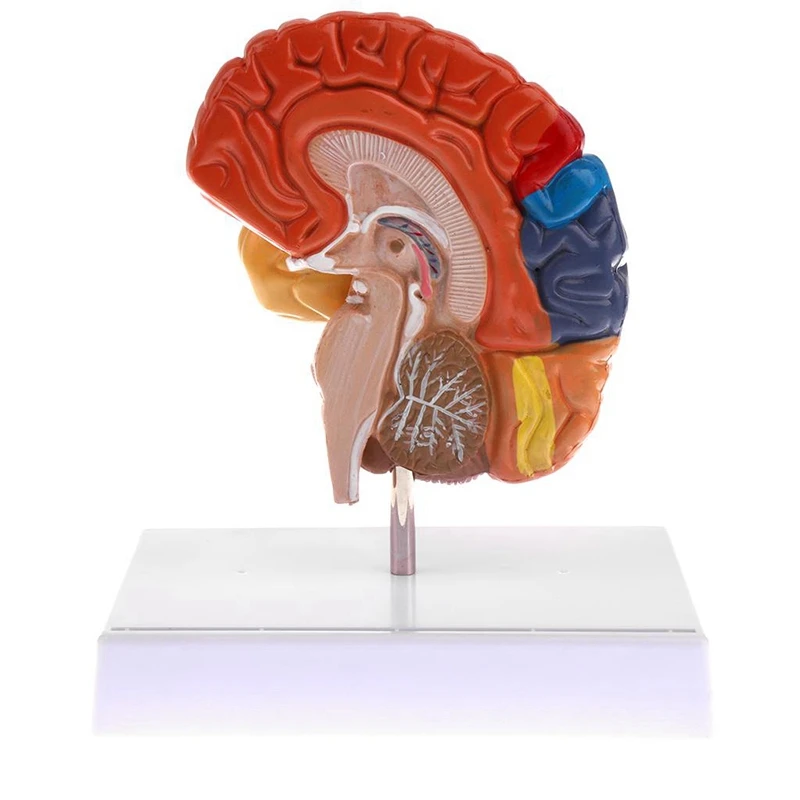 Cerebral Anatomical Model Anatomy 1:1 Half Brain Brainstem Teaching Lab Supplies
Cerebral Anatomical Model Anatomy 1:1 Half Brain Brainstem Teaching Lab Supplies