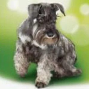 De Worming Puppy Wormer 
De Worming Puppy Wormer