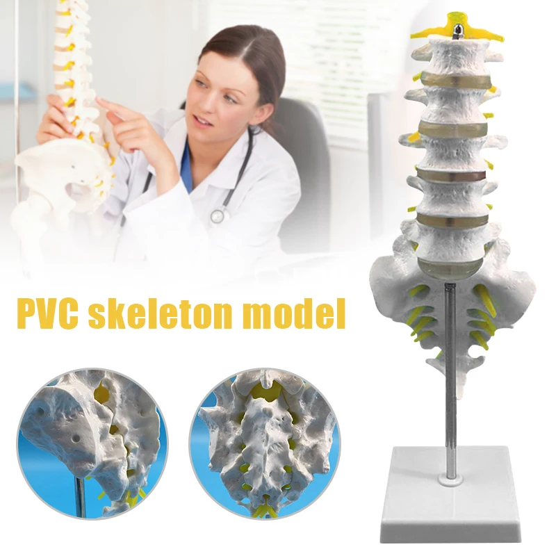 Life Size Lumbar Spine Model Lumbar Vertebral Spine Anatomy Model for Educational Teaching Study UY8
Life Size Lumbar Spine Model Lumbar Vertebral Spine Anatomy Model for Educational Teaching Study UY8