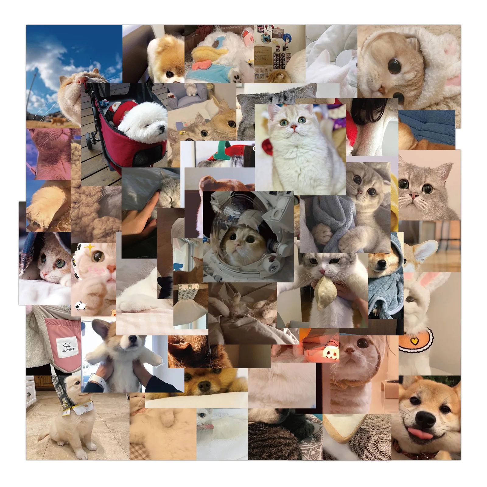 10/48PCS New Kawaii Cat Stickers Decal for Girl Cute Dog Animal Sticker To DIY Suitcase Stationery Fridge Water Bottle Guitar
10/48PCS New Kawaii Cat Stickers Decal for Girl Cute Dog Animal Sticker To DIY Suitcase Stationery Fridge Water Bottle Guitar