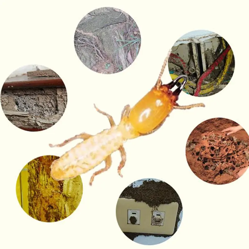 Termite Bait Station Garden Bugs Traps Tube Insect Killer Dam Economic Forest Farm Supply Odorless Pest Control
Termite Bait Station Garden Bugs Traps Tube Insect Killer Dam Economic Forest Farm Supply Odorless Pest Control