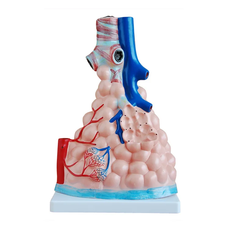 Alveolar enlargement model Alveoli display model medical teaching model lung tissue structure
Alveolar enlargement model Alveoli display model medical teaching model lung tissue structure