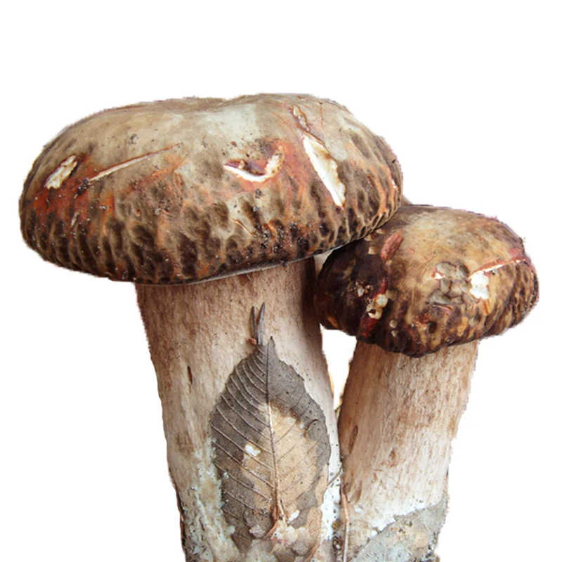"Mountain" teacher "tasty porcini ice taste delicious yunnan wild fungus delicious little mushroom ice fresh preservation
"Mountain" teacher "tasty porcini ice taste delicious yunnan wild fungus delicious little mushroom ice fresh preservation