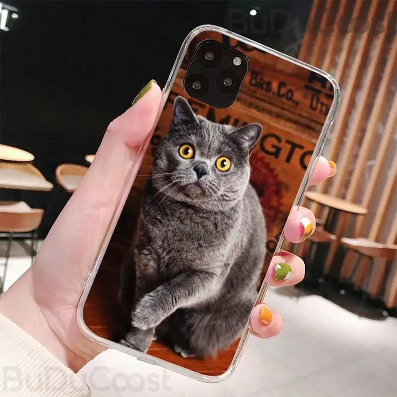 British shorthair cat Phone Case for iPhone 8 7 6 6S Plus X 5S SE 2020 XR 11 pro XS MAX 12 12Mini
British shorthair cat Phone Case for iPhone 8 7 6 6S Plus X 5S SE 2020 XR 11 pro XS MAX 12 12Mini
