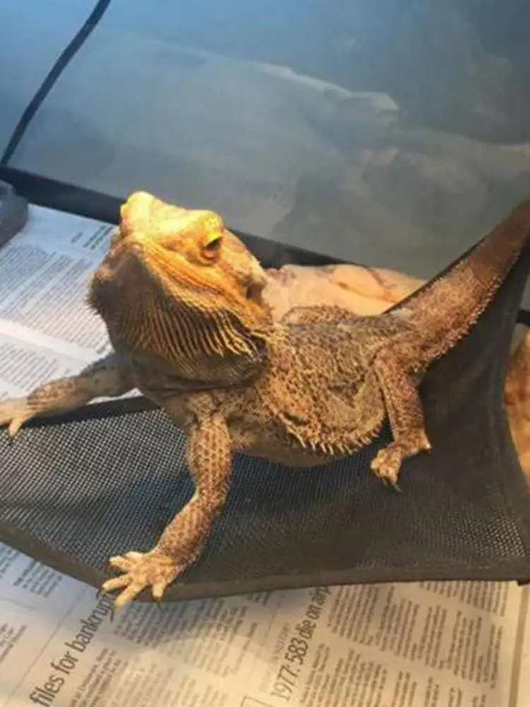 2pcs/Pack Pet Hammock Mesh Durable With Suction Cup Breathable Mesh Lizard Hammock Reptile Supplies
2pcs/Pack Pet Hammock Mesh Durable With Suction Cup Breathable Mesh Lizard Hammock Reptile Supplies