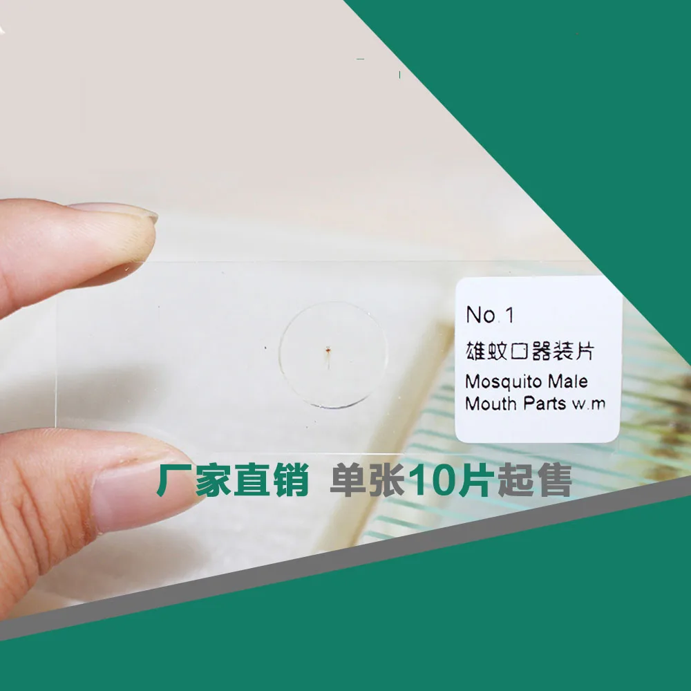 10PCS Mosquito Male Mouth Parts Animal Tissue Slices Piercing and Suction Mouth parts Mount Mosquito Microscope Slides
10PCS Mosquito Male Mouth Parts Animal Tissue Slices Piercing and Suction Mouth parts Mount Mosquito Microscope Slides