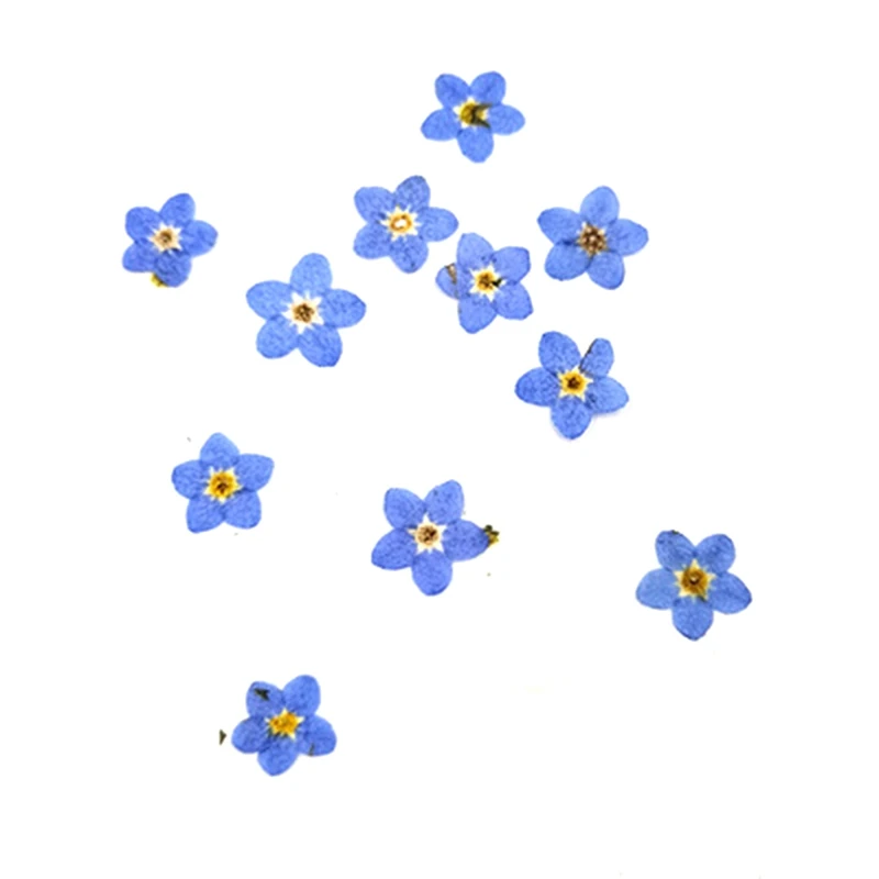 100Pcs Pressed Dried Natural Mini Blue Forgetmenot Flower Plant Herbarium for Jewelry Phone Case Nailart DIY
100Pcs Pressed Dried Natural Mini Blue Forgetmenot Flower Plant Herbarium for Jewelry Phone Case Nailart DIY