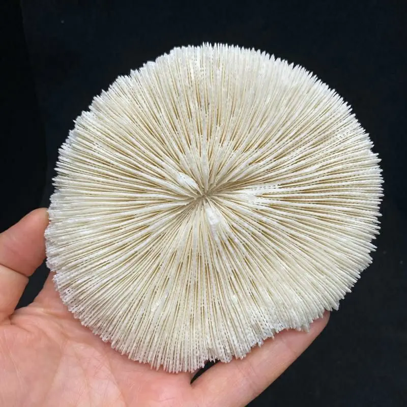 

1pcs 8-10cm 100% Natural White Coral Aquarium Landscaping Home Furnishing Ornaments Home Decoration