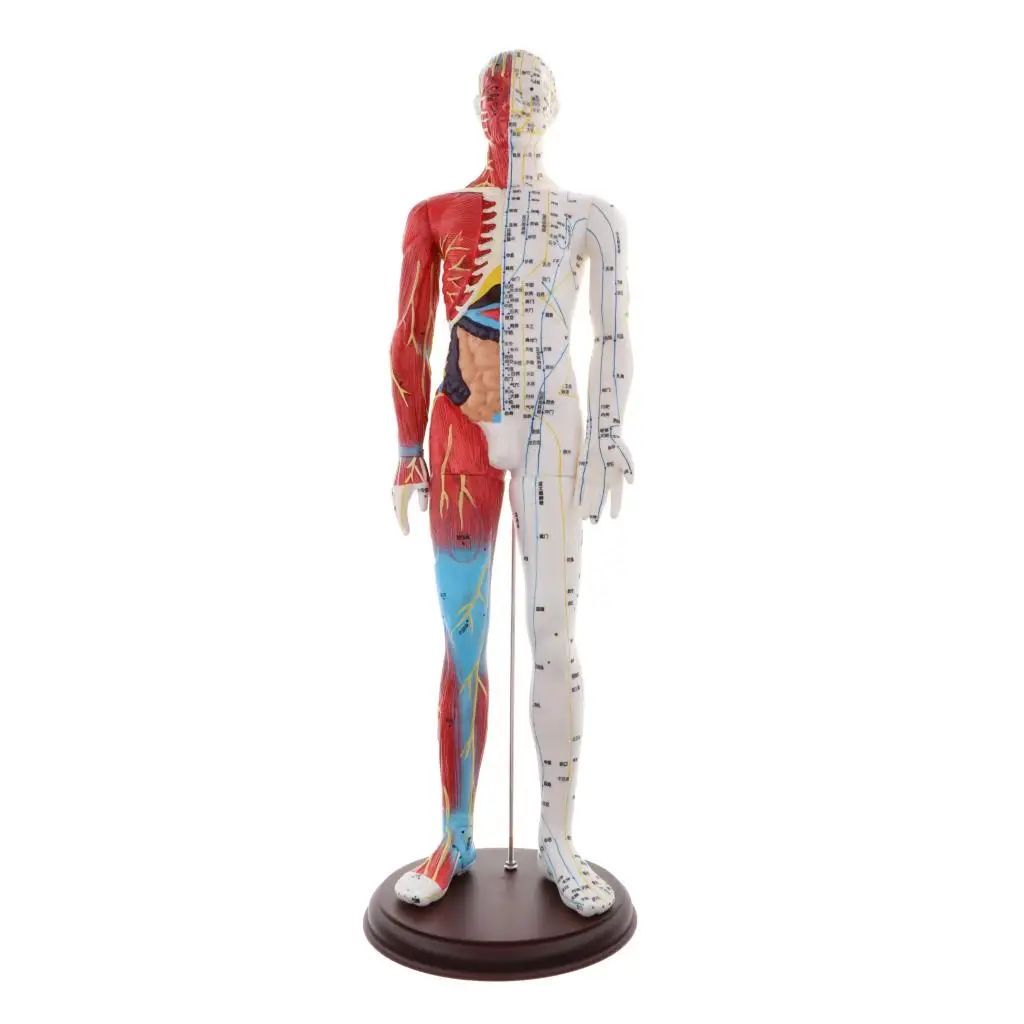 60cm Human Anatomical Anatomy Skeleton Figure Statue Model Male Muscle Bone Model Structure Model Anatomical Study Kit
60cm Human Anatomical Anatomy Skeleton Figure Statue Model Male Muscle Bone Model Structure Model Anatomical Study Kit