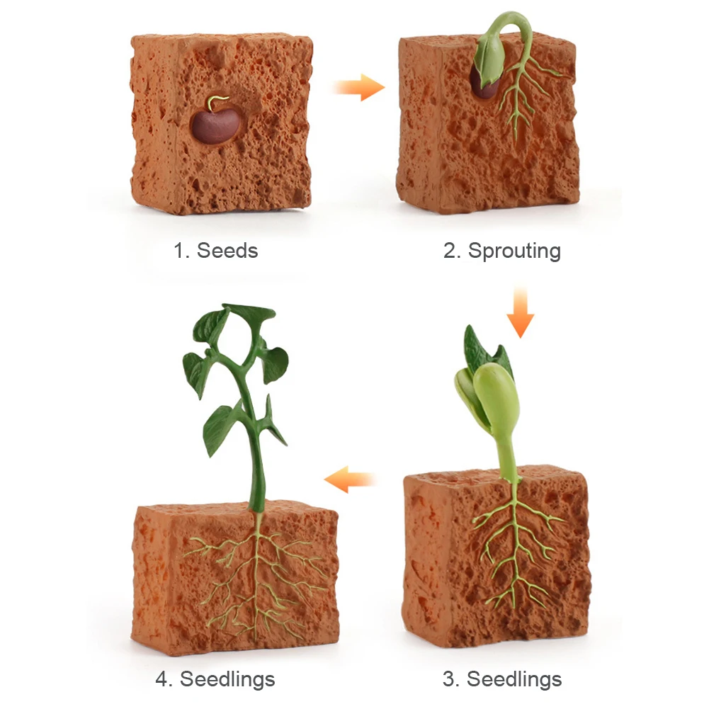 Simulation Life Cycle Of A Green Bean Plant Growth Cycle Model Action Figures Collection Science Educational Toys For Child
Simulation Life Cycle Of A Green Bean Plant Growth Cycle Model Action Figures Collection Science Educational Toys For Child