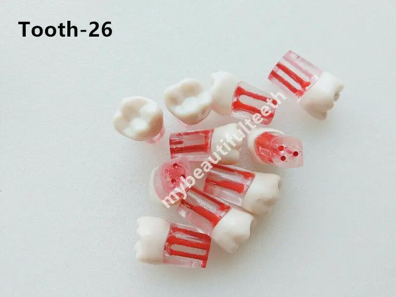 5pcs/Lot Dental Root Canal Teeth Study Practice Model for Endodontic Pulp Files