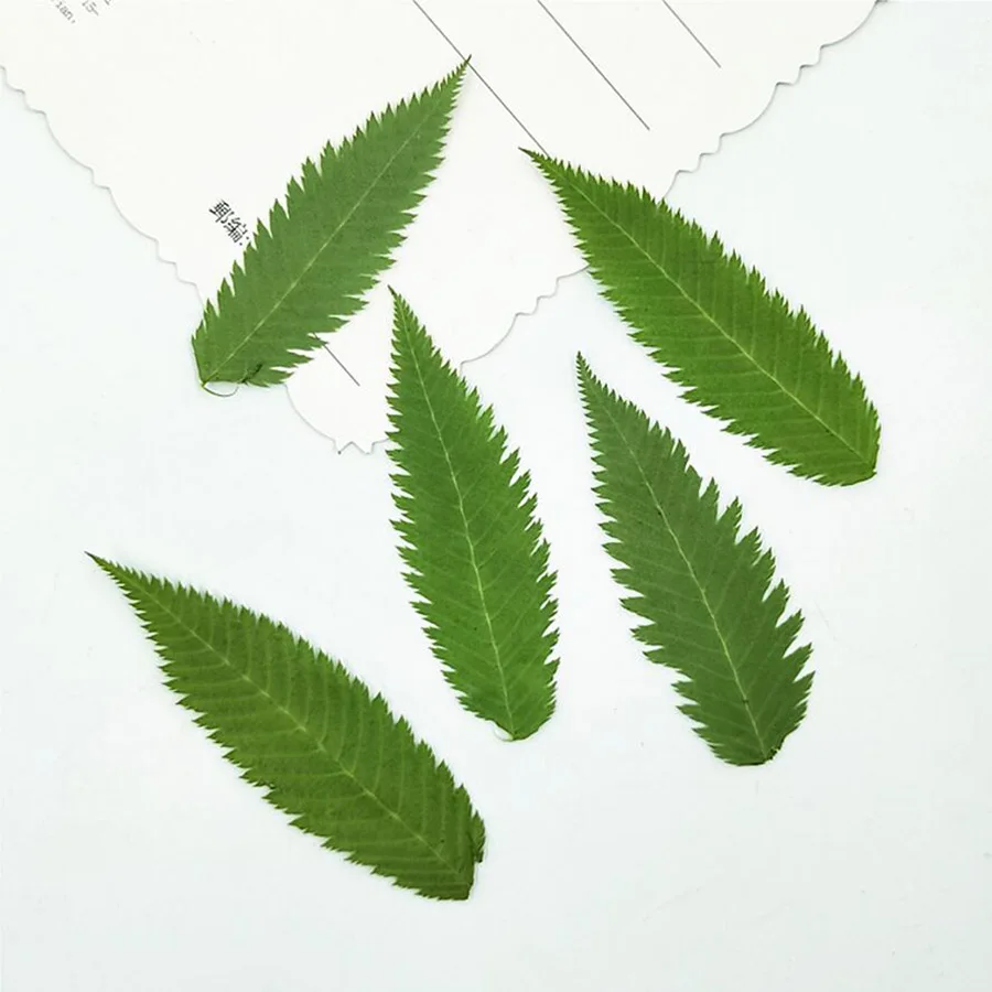 60pcs Pressed Dried Natural Snow Willow Leaves Plant Herbarium For Craft DIY Postcard Invitation Card Phone Case Making
60pcs Pressed Dried Natural Snow Willow Leaves Plant Herbarium For Craft DIY Postcard Invitation Card Phone Case Making