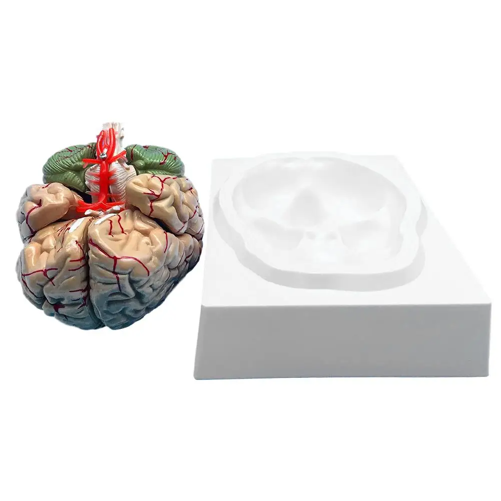 1: 1 Life Size Human Anatomical Brain Pro Dissection Medical Organ Teaching Model 
1: 1 Life Size Human Anatomical Brain Pro Dissection Medical Organ Teaching Model