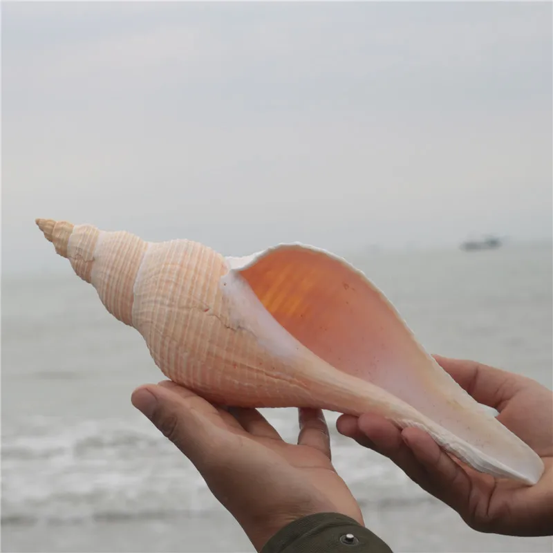 Aqumotic Natural Conch Shells Australia Long Snails Dafa Screw Secret Patriarchal Taoist Horn Hemifusus Colosseus Decoration
Aqumotic Natural Conch Shells Australia Long Snails Dafa Screw Secret Patriarchal Taoist Horn Hemifusus Colosseus Decoration
