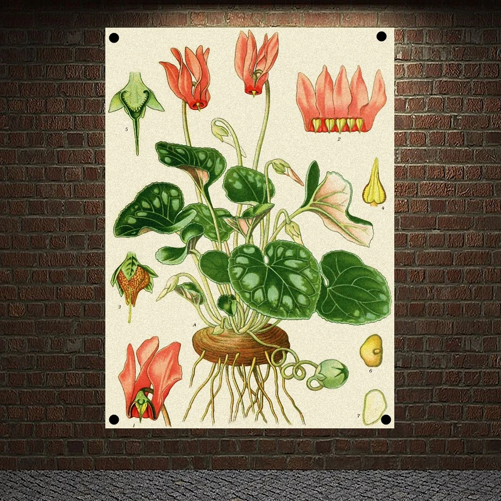 Cyclamen Purpurascens Primulaceae Botanical Collection Vintage Posters Prints Herbs Plants Atlas Banners Flags Canvas Painting
Cyclamen Purpurascens Primulaceae Botanical Collection Vintage Posters Prints Herbs Plants Atlas Banners Flags Canvas Painting