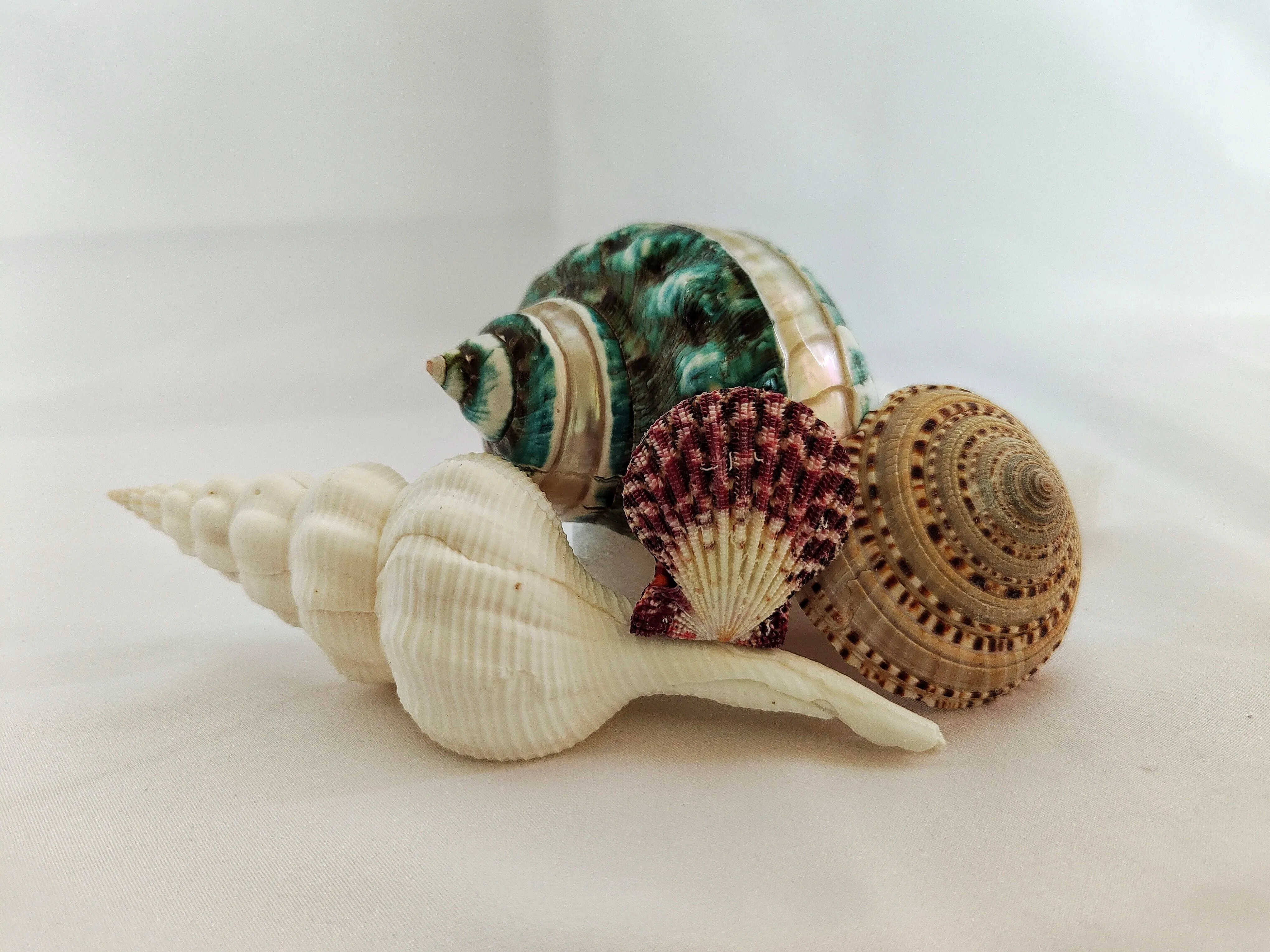 4 pcs combination natural conch shell beautiful home decoration living room decoration pleasing to the eye
4 pcs combination natural conch shell beautiful home decoration living room decoration pleasing to the eye