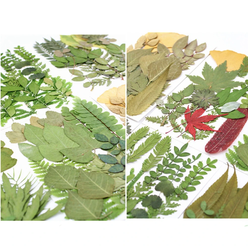 Pressed Real Leaf Dried Plant Assortment Herbarium Sheet for DIY Resin Craft Art Jewelry Decoration Supplies
Pressed Real Leaf Dried Plant Assortment Herbarium Sheet for DIY Resin Craft Art Jewelry Decoration Supplies