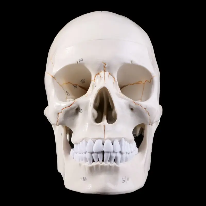 New Life Size Human Skull Model Anatomical Anatomy Medical Teaching Skeleton Head Studying Teaching Supplies
New Life Size Human Skull Model Anatomical Anatomy Medical Teaching Skeleton Head Studying Teaching Supplies